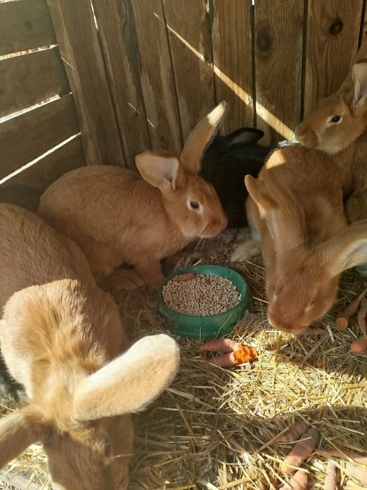 Sprzedam króliki 5 miesieczne