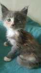 Kotka Maine Coon