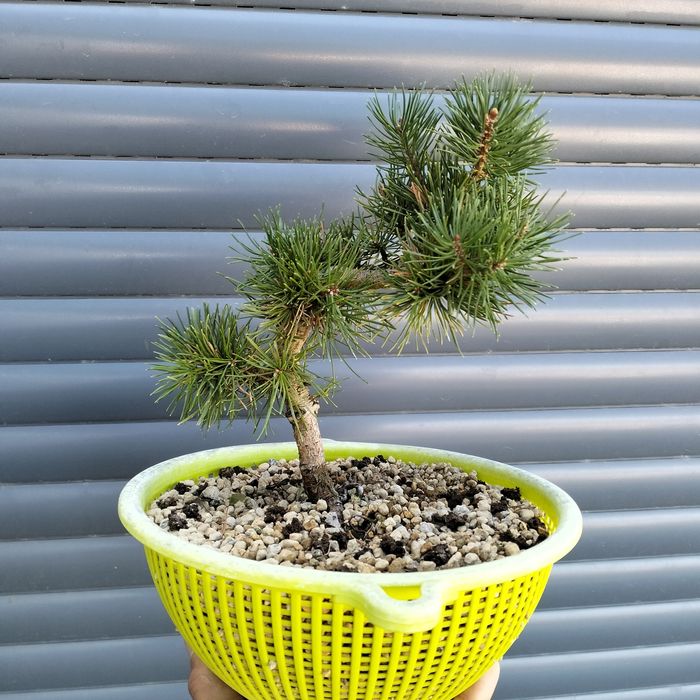 Bonsai Pinus Sylvestre