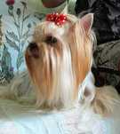 Yorkshire terrier ZKwP FCI zapowiedź miotu