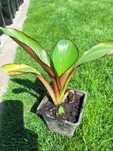 Bananowiec maurelli, Ensete ventricosum 'Maurelli'