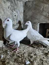 Białe gołębie para z 2023. Zwoleń