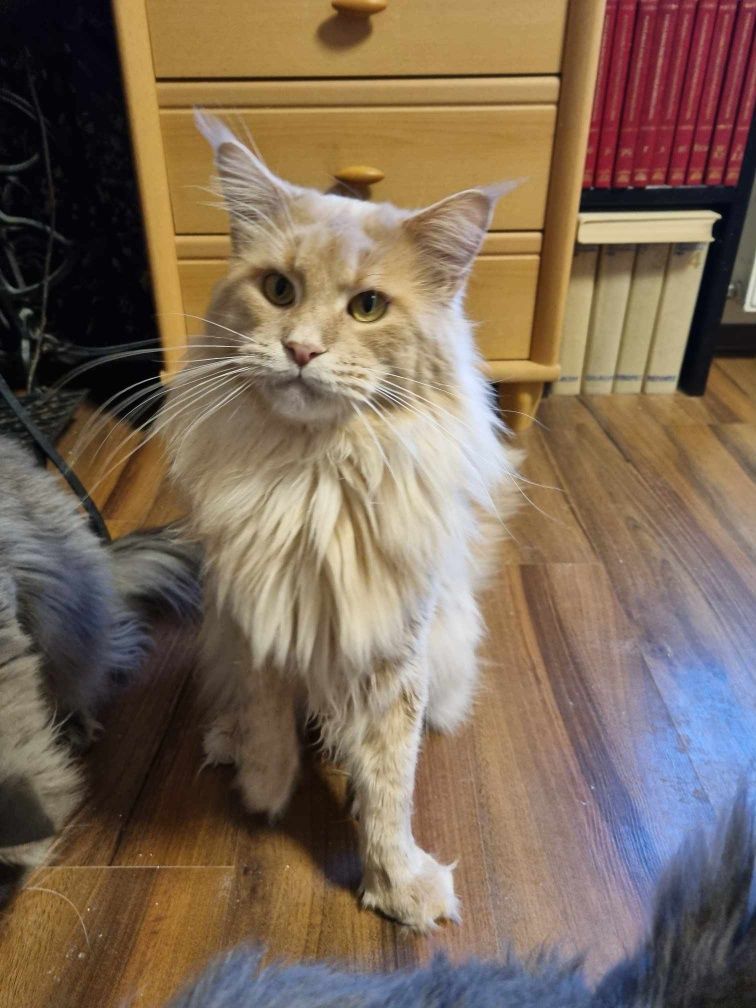 Ogromny Niebieski Maine Coon,FPL