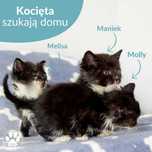 Małe kocięta do adopcji! Poznajcie Melisę, Molly i Mańka!