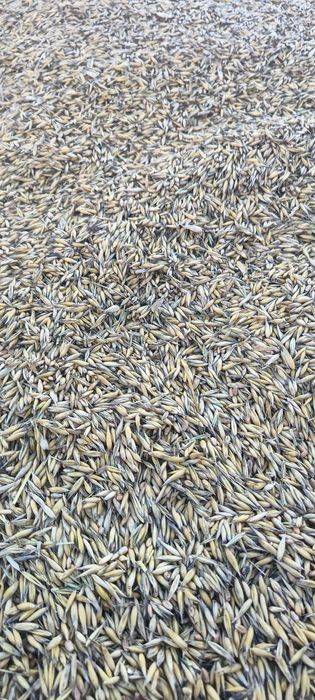 Sprzedam mieszankę zbożową do 3 ton