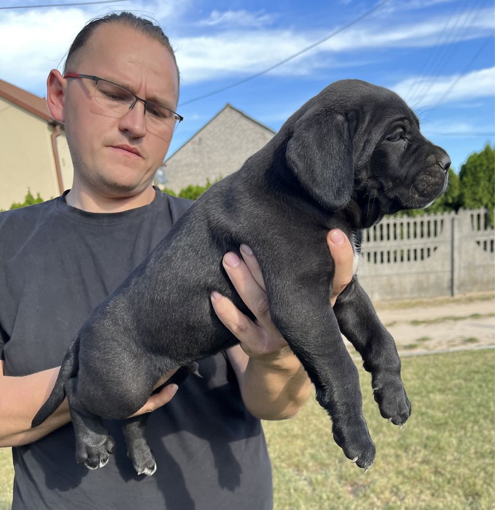 Cane Corso suczka