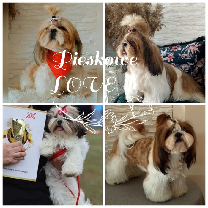 Shih Tzu cudny rodowodowy piesek