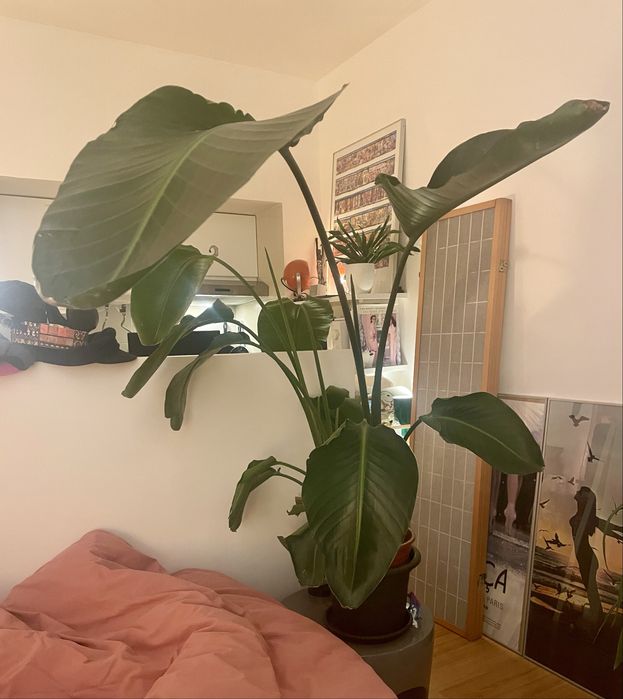 Bird of Paradise Strelitzia Potted Plant Estrelicia interior Design