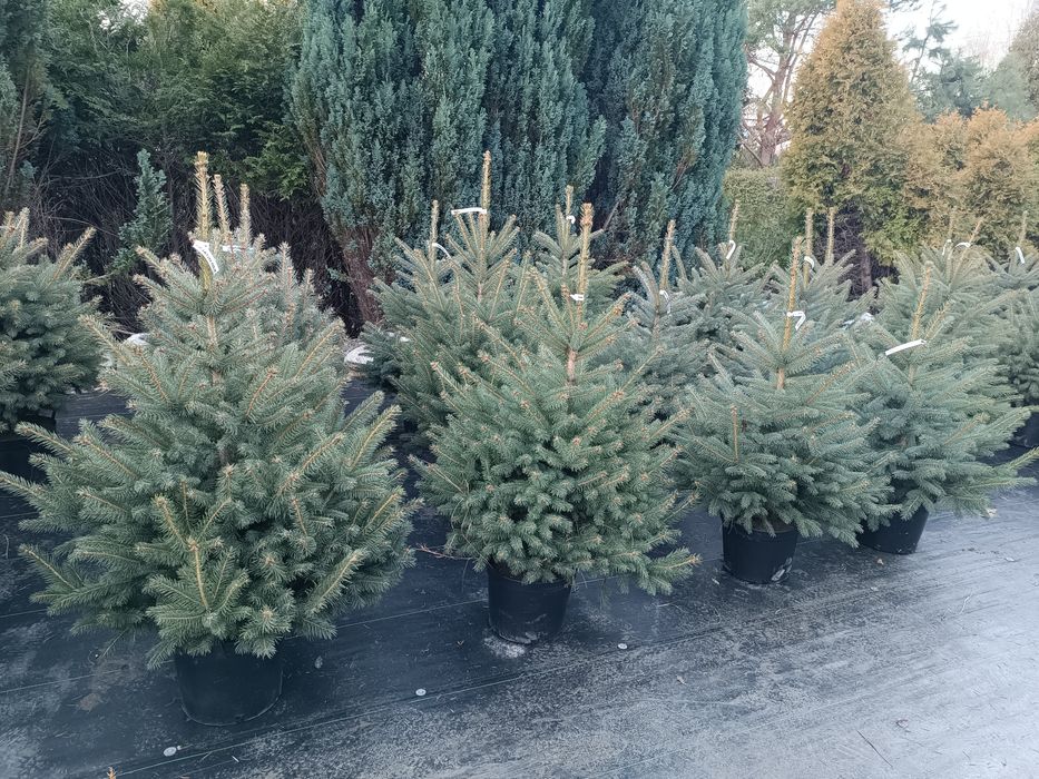 Choinki żywe w donicach, świerk srebrny, serbski, jodła, sosna