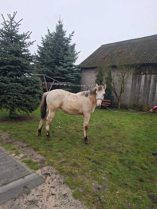 Sprzedam klaczkę po tarantach