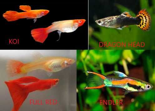 Guppies, Espadas, Molly e Platy