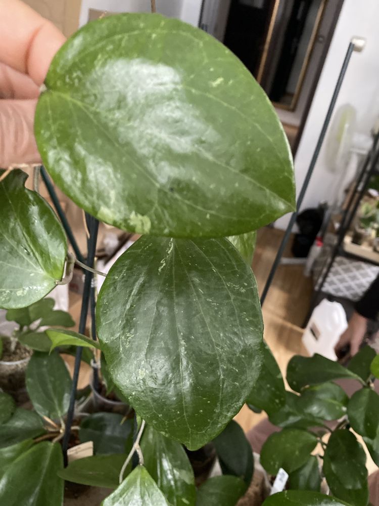 Hoya balaensis splash 1l cw