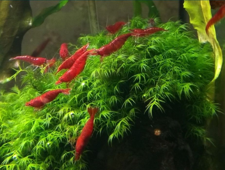 Мох Сингапур, Креветки кристал