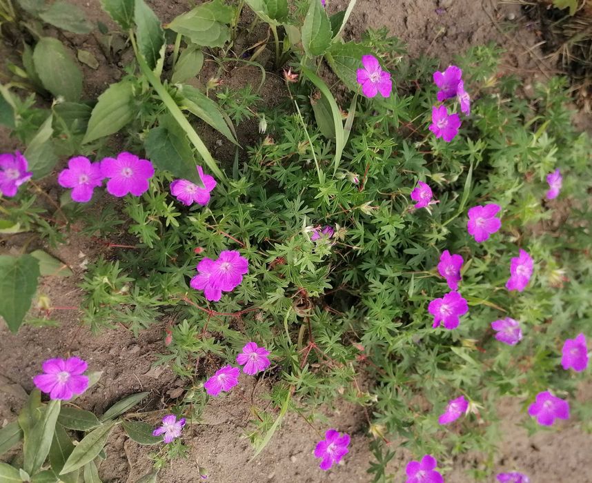 Bodziszek czerwony wieloletnia roślina ogrodowa.Kwiaty