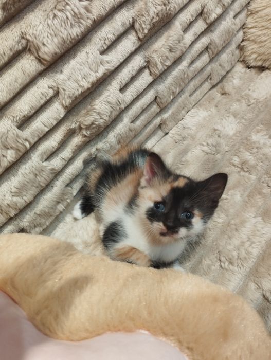 Кішечки БЕЗКОШТОВНО! В добрі руки)