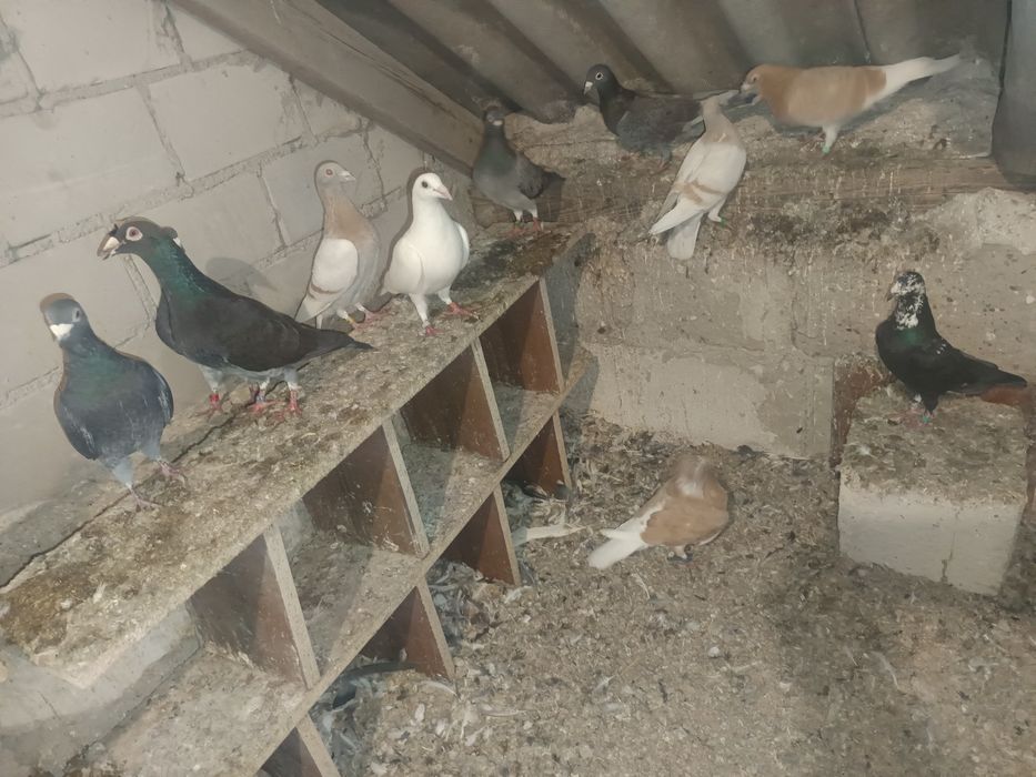 Sprzedam gołębie nietypowe kolory 15 sztuk  MOŻLIWOŚĆ WYSYŁKI