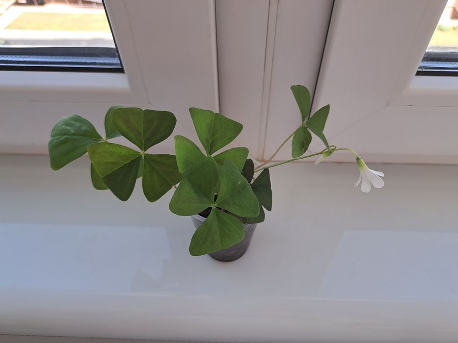 Кислиця оксаліс зелена, фіолетова