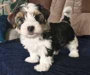 Pies York Yorkshire Terrier biewer Tricolor szczepiony do odbioru nowy