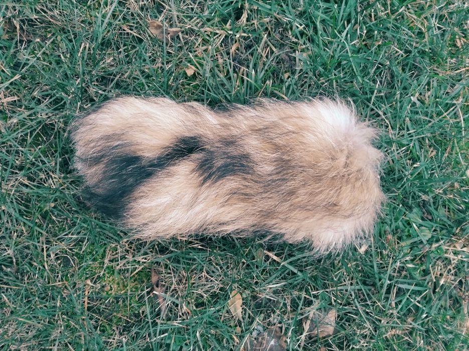 Sprzedam ogon, kita z jenota, lis, lisy, jenot, skóry, skóra
