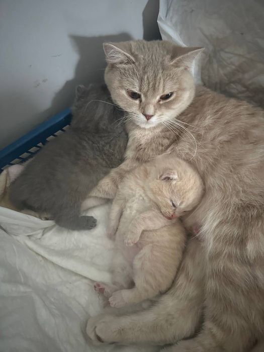 Британські котики