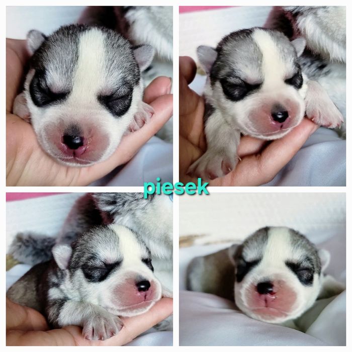 Szczenię siberian husky ZKwP FCI szczeniak haski rodowód po champion