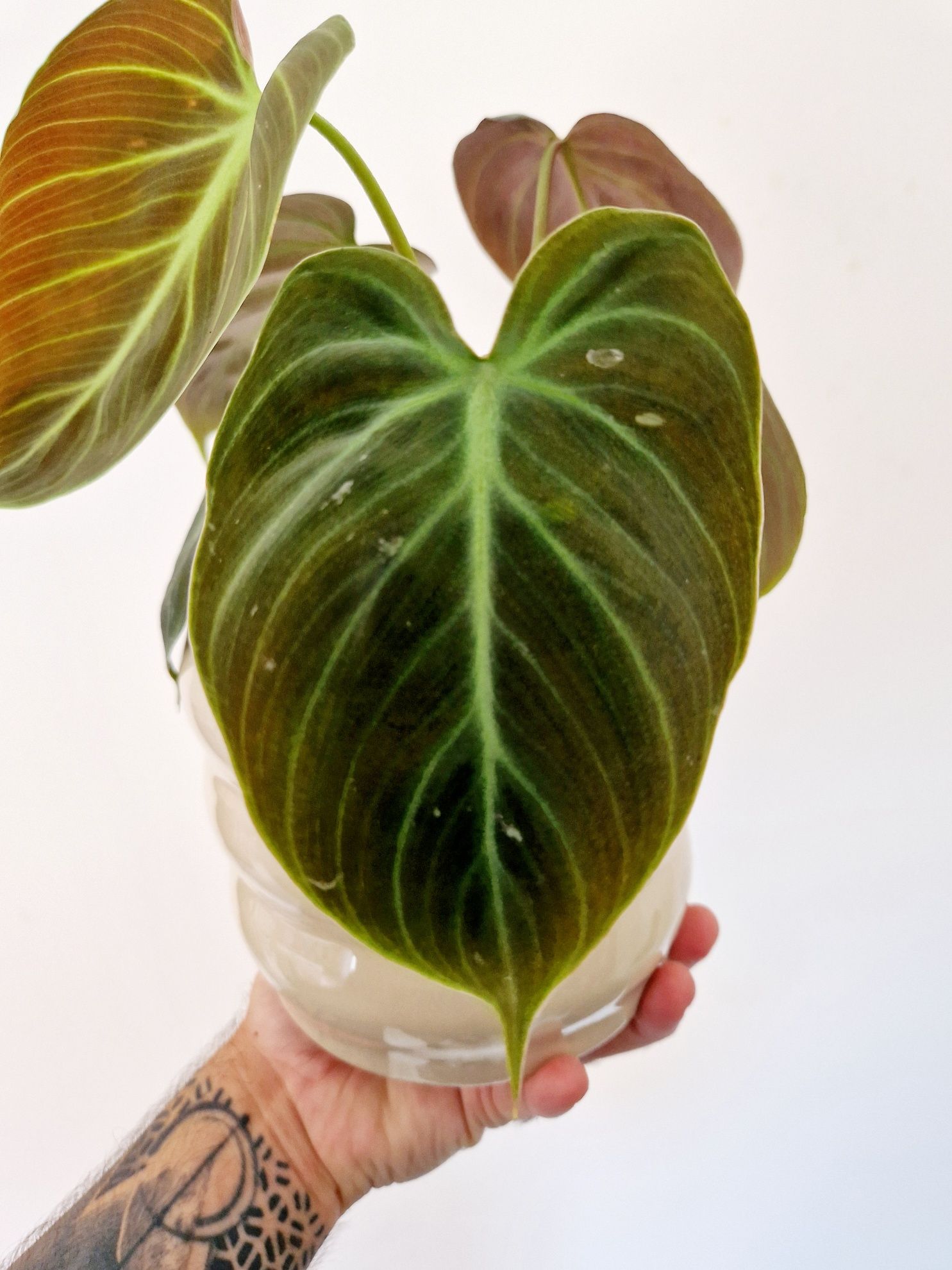 Philodendron El Choco Red