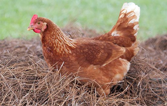Суточные цыплята несушки Ломан Браун отборная курочка. Словакия