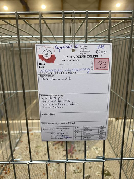 Niemiecki wystaowy samiec niebiekski