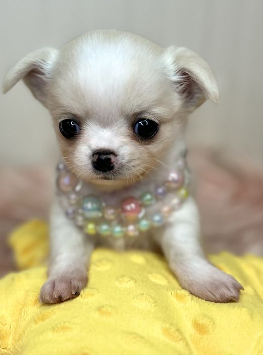 Chihuahua Femea disponivel