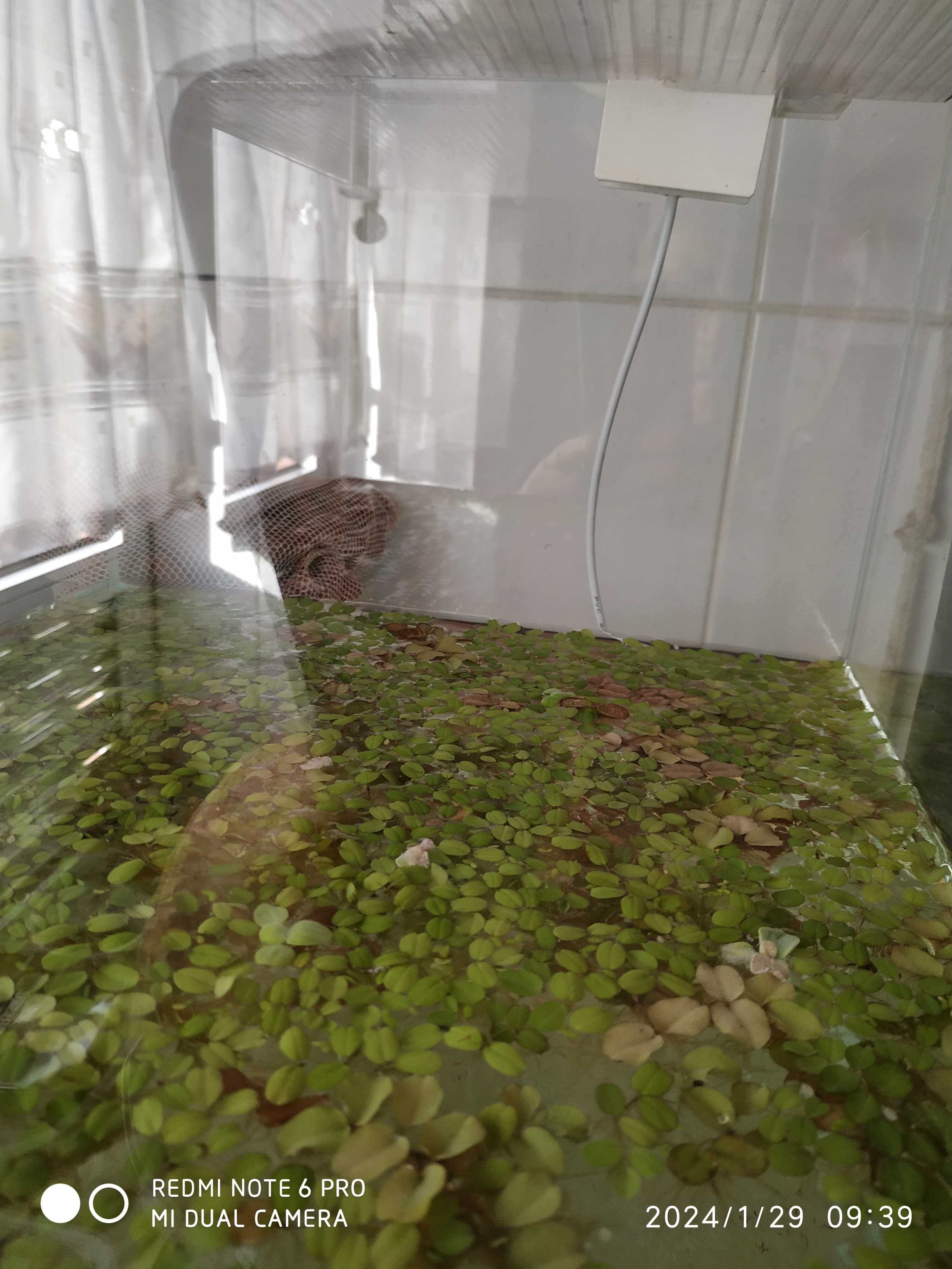 Vendo/troco aquários,ancistrus, escalares ,hypancistrus,plantas