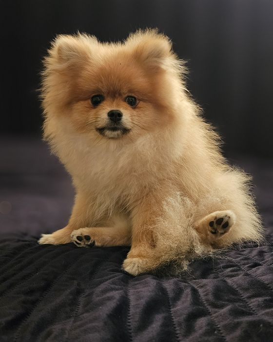 Szpic miniaturowy xs pomeranian samiec