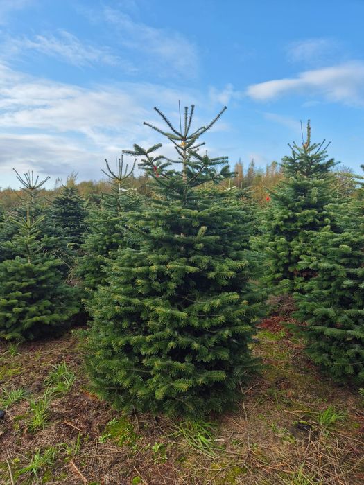 Jodła kaukaska w donicy