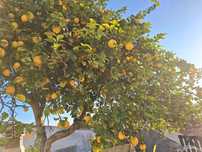 Limoes Biologicos
