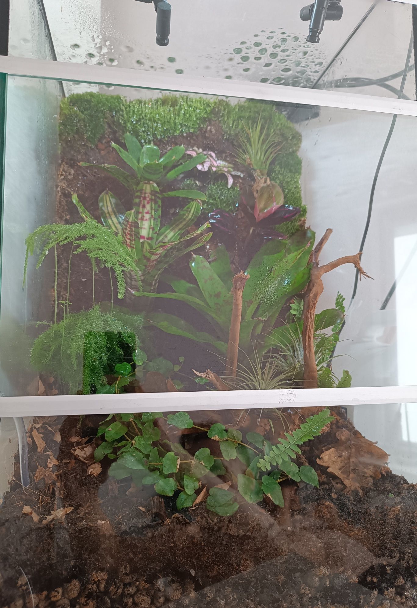 Terrarium tropikalne wiwarium drzewołazy gekon