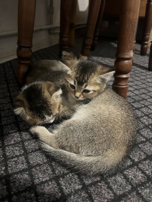 Кошешки готові до нової сімї