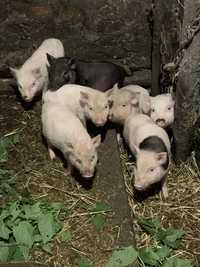 Вітнамські свині