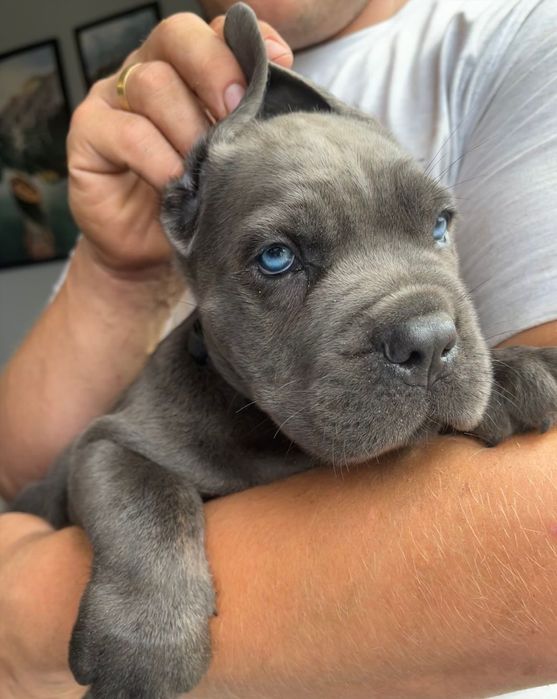 Cane Corso mocny pies