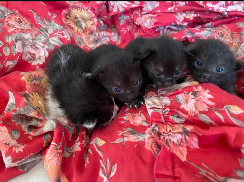 Gatos para adocao