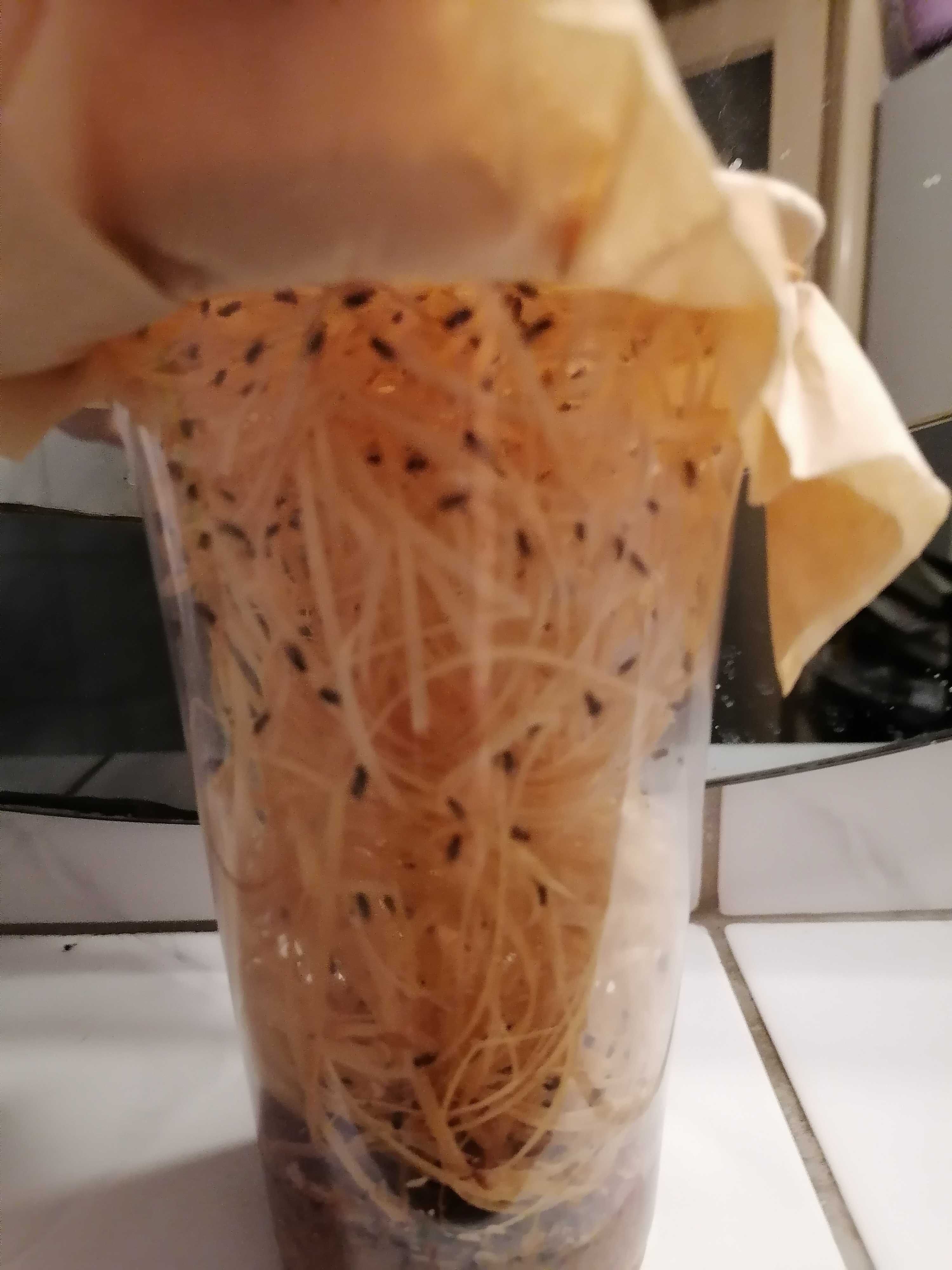 Muszki owocówki Drosophila hydei