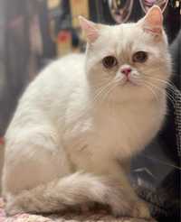 Британський короткошерстний котик Девіс