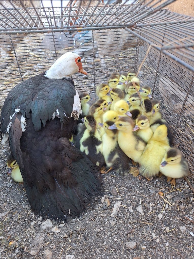 Patos mudos novos