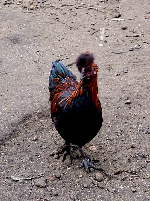 Kury czubatki KOGUTY sprzedam.