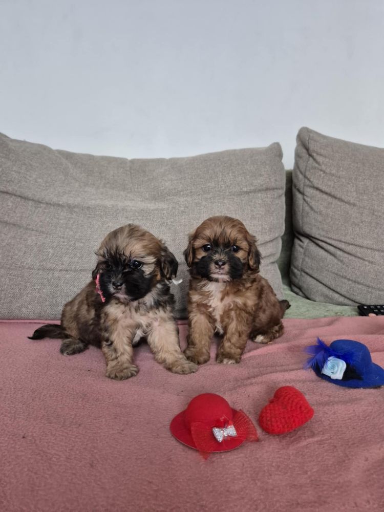 Śliczna suczka Shihpoo (Shih-tzu & Pudel Toy)