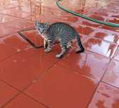 Gatos para adoptar