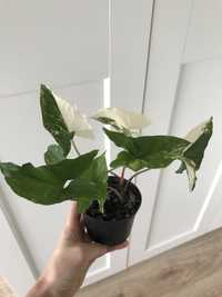 Syngonium Albo Variegata