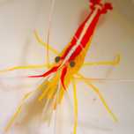 Krewetka Lysmata amboinensis - akwarium morskie