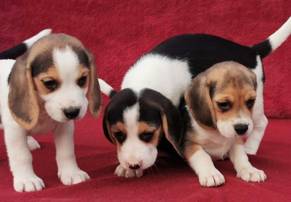 Urocze szczeniaczki rasy Beagle