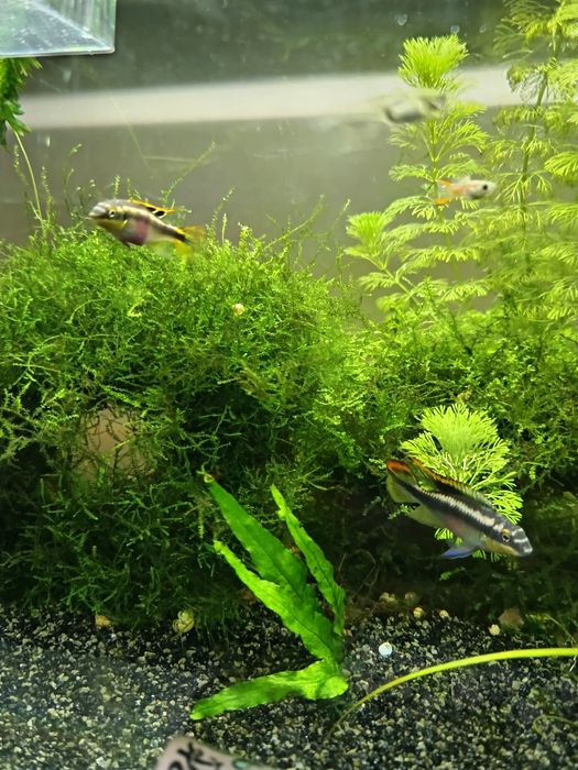 Casal kribensis  (casal)