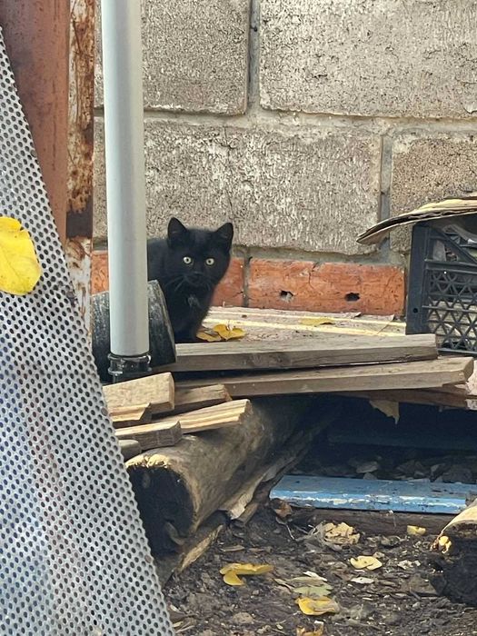 Котенок бесплатно