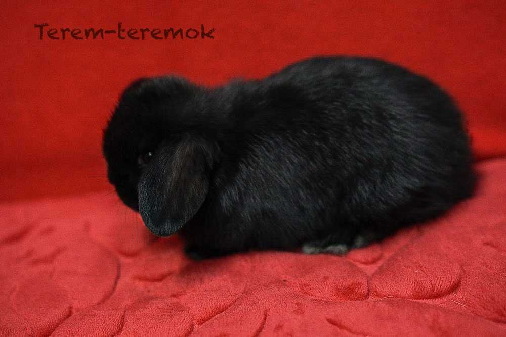 Карликове кроленя NHD у рідкісному забарвленні!